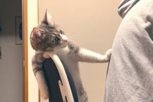 お気に入りの椅子を占領されて不満げなニャンコ。この後に見せた顔と首の角度がホラー(笑)