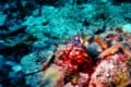 海のボクサー!?強烈なあだ名がついた色鮮やかな「モンハナシャコ」とは?