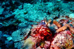 海のボクサー！？強烈なあだ名がついた色鮮やかな「モンハナシャコ」とは？