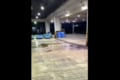 エサの場所を知っている常習犯!?市場で万引きをする瞬間を目撃!