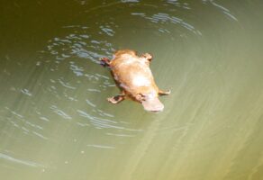 「カモノハシ」は哺乳類なのに卵を産む！？毒まで持つその生態を解説！