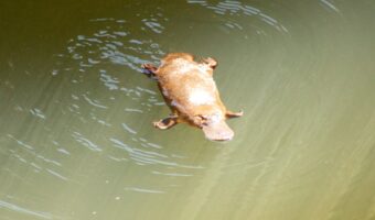 「カモノハシ」は哺乳類なのに卵を産む！？毒まで持つその生態を解説！