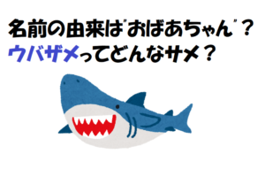 三大サメにも数えられるウバザメ、大人しいサメの名前の由来はおばあちゃん？