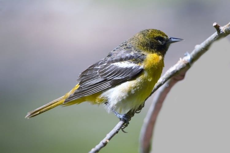 ウグイスの鳴き声「ホーホケキョ」は、ホーホケやケキョケキョの時もあるのはなぜ？