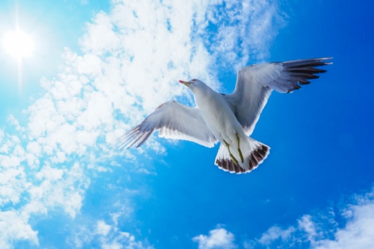 海で見かける「ウミネコ」と「カモメ」はそっくりだけど同じ鳥？その違いを解説！