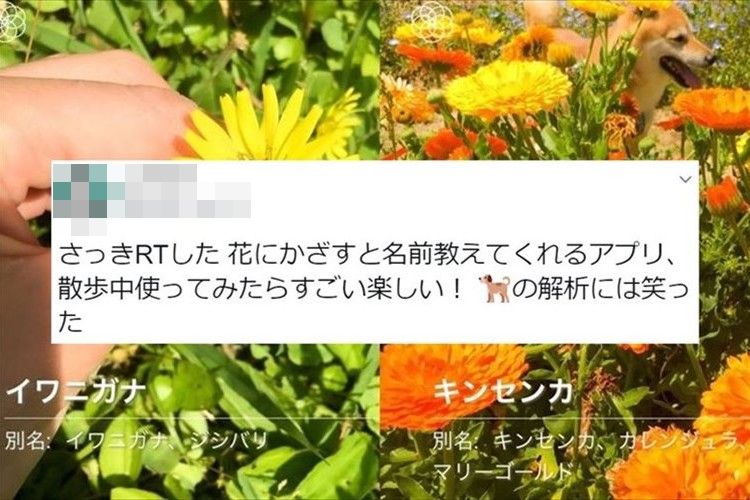 iPhoneをかざすと花の名前がわかるアプリが凄い！試しにワンコにもかざしてみたら･･･(笑）