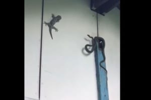 【決定的瞬間】ヤモリ vs ヘビのバトル、衝撃の結末が笑える