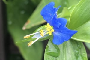 鮮やかな青い花が目を惹く！古くから日本人に愛されているツユクサの花言葉とは？