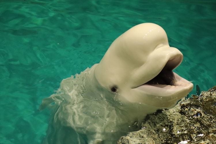 白いイルカは2種類いる！？「スナメリ」と「シロイルカ」の違いとは？