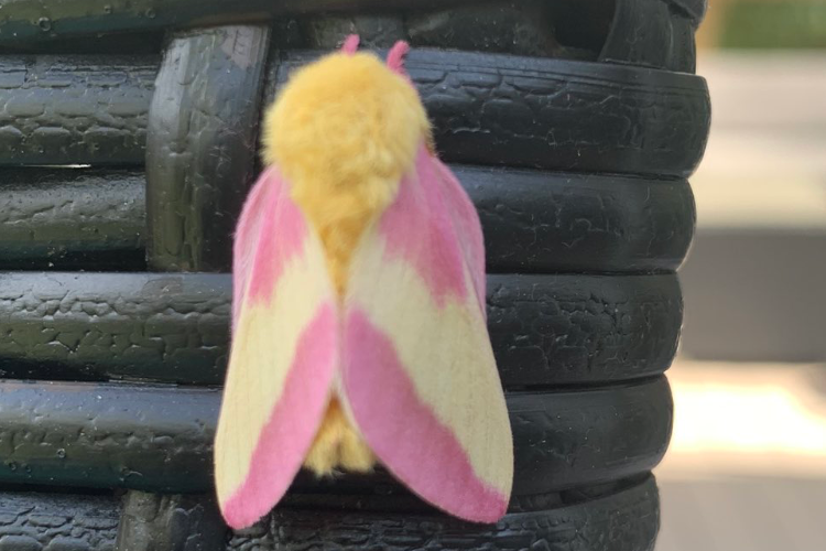 こんなの見たことない！ピンクと黄色の鮮やかでモフモフした美しい蛾が目撃され話題に