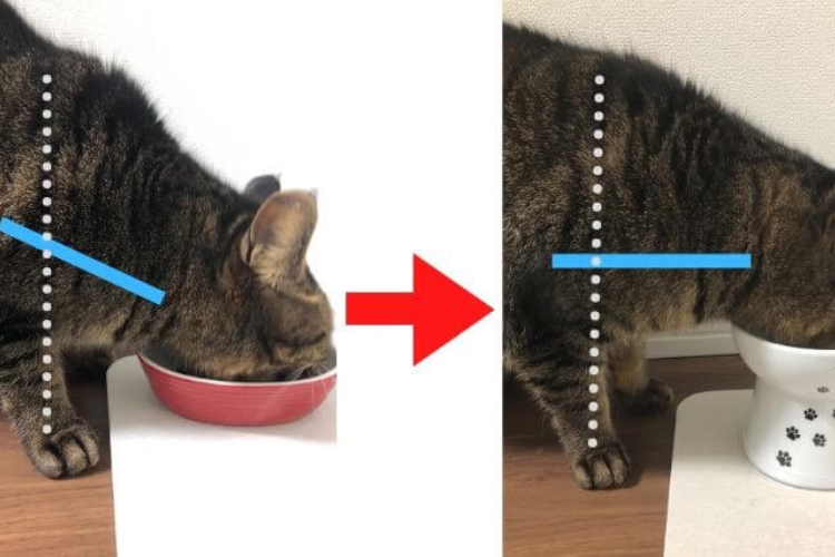 食器は食べやすい高さにしてあげましょう！猫の食事に関する獣医師の有益な情報が話題