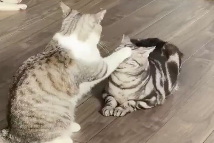 年上の威厳はどこへ･･･後輩に頭をポンポンされるのを不満げに耐える先輩ニャンコ(笑)