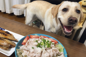 良い子にしてると感心しながらワンコの写真を確認してみたら･･･ちょっと舐めてる(笑)