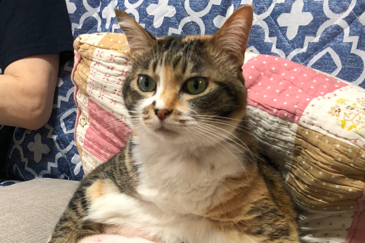 中に誰か入ってる？実家に行ったらニャンコが人間のような座り方でくつろいでいた(笑)