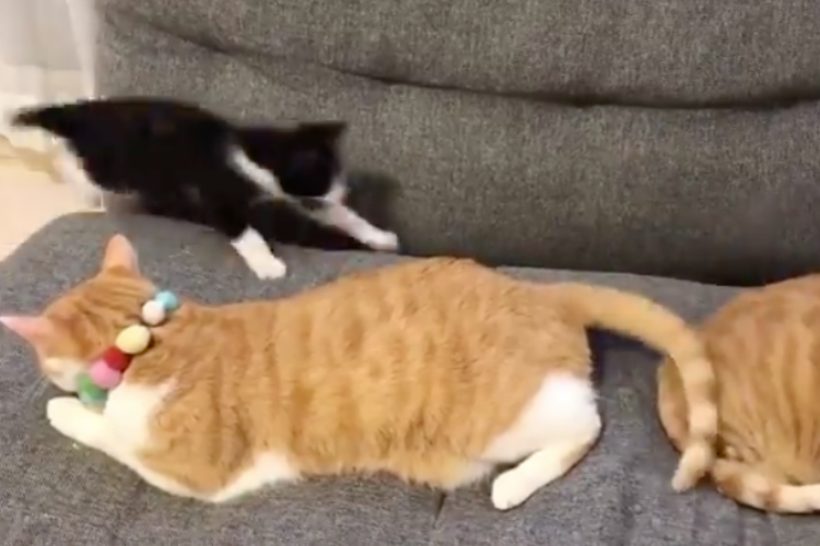 ソファーの上にジャンプ成功！と思いきや･･･見事にジャストフィットする子猫(笑)