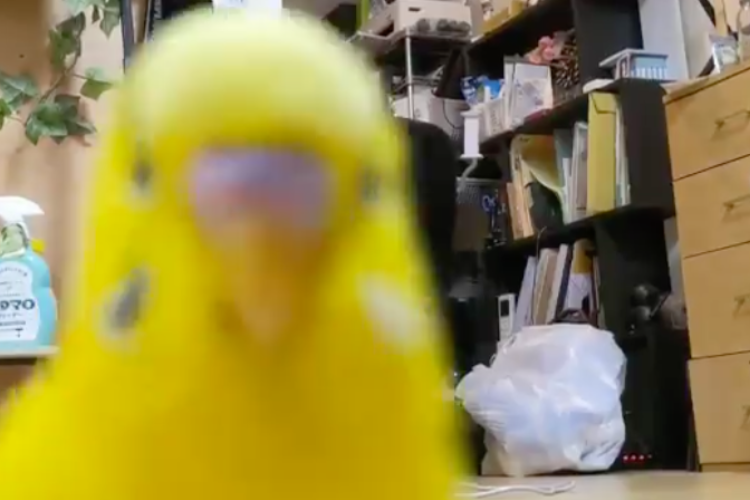 「ちゃんと映ってる？」カメラを見つけて猛烈アピールするインコが面白すぎて笑った