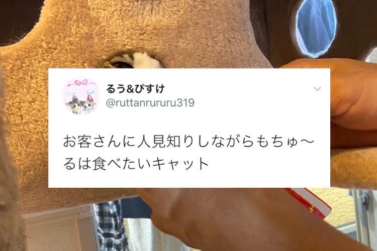 来客に人見知りしながらも･･･大好きなちゅ〜るは食べたいニャンコの行動に笑った