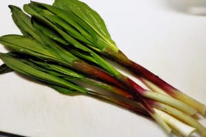 アイヌネギとはどんな山菜？別名の方が有名な寒い所で採れる山菜の正体とは？