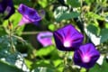 朝顔の花言葉はなに?爽やかな夏の朝のようなものからちょっと怖い花言葉まで