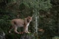 アメリカで最も数の多い野生ネコ「ボブキャット」って知ってる?その生息数にビックリ!