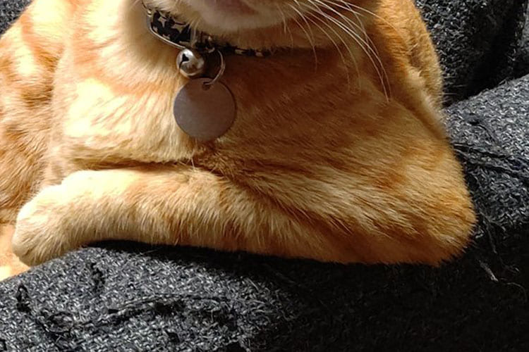 ｢まあ、ここ座って話そうや｣ 人間のような態度でソファーに座るニャンコが面白カワイイ