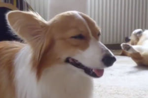 妹が睡魔と闘っている後ろで兄は･･･コーギー兄妹の対照的な姿が面白カワイイ！