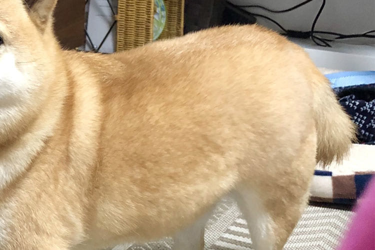 まるで名探偵コナン！？「カラダは仔犬、顔だけ成犬」と言われたワンコの姿がこちら