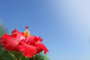ハイビスカスの花言葉はなに？南国を彩る花には明るい花言葉がたくさんあった！