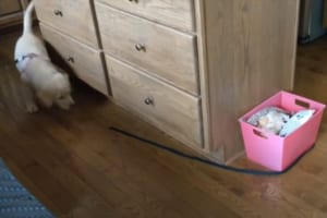 追いかけ回しても捕まえられない綱･･･なぜ？と思ったら間抜けな理由だった(笑)