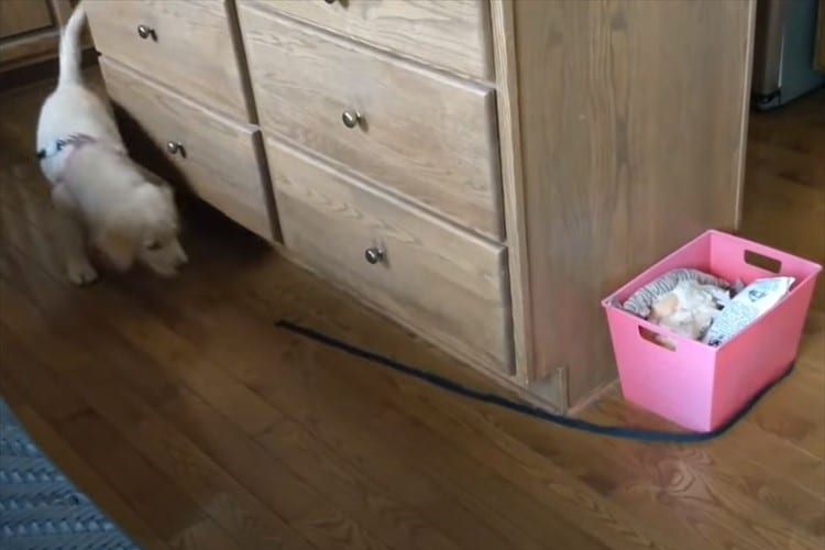 追いかけ回しても捕まえられない綱･･･なぜ？と思ったら間抜けな理由だった(笑)