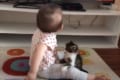 遊びたくて絡みまくるニャンコとガン無視の赤ちゃん(笑) 一進一退の攻防が可愛すぎる