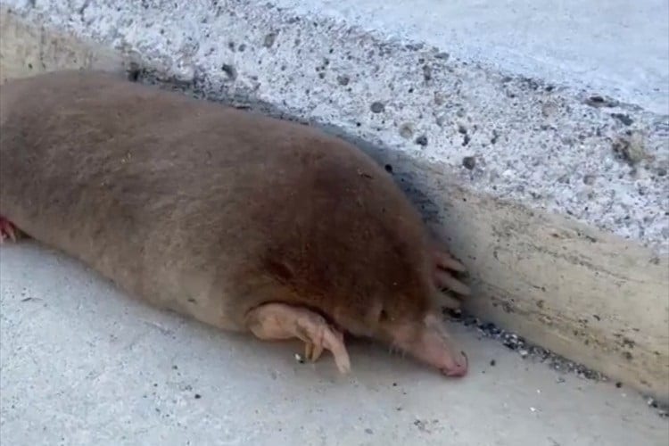 意外な場所でもぐらを発見！もの凄い勢いで土に潜っていく姿が可愛い