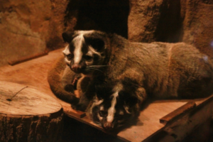 ハクビシンとはどんな生物？その漢字表記やや英語での名前は？いつから日本にいるの？