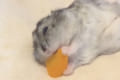 両脚ピーン！仕事中の飼い主に見せつけるかのような体勢でニンジンを頬張るハムスター(笑)