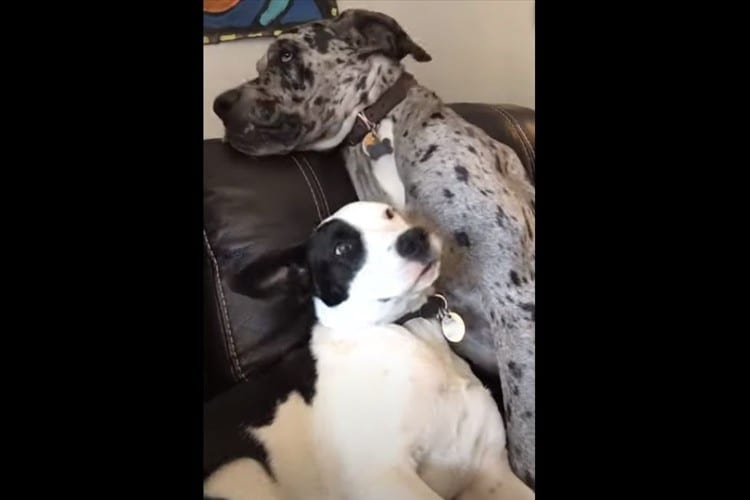 まさか一口で食べるとは(笑)ちょっかいを出してくる友達の顔をガブっと食べるワンコ