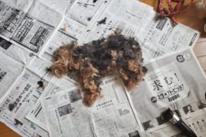 2枚目の写真を見てビックリ！子犬が横たわっているのかと思ったら･･･