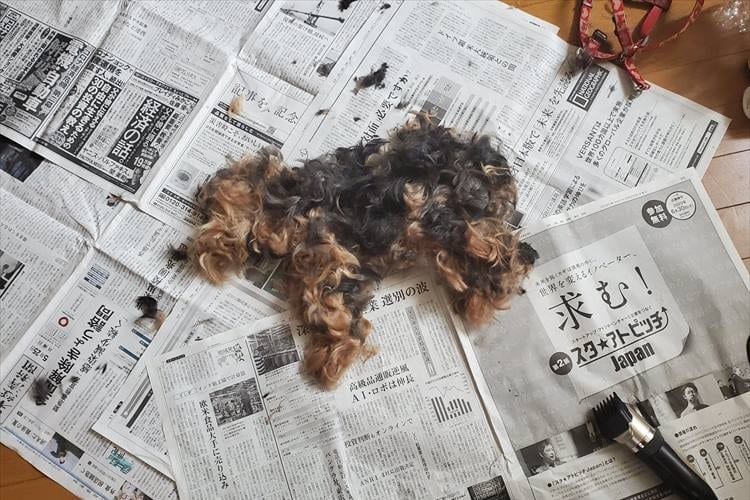 2枚目の写真を見てビックリ！子犬が横たわっているのかと思ったら･･･