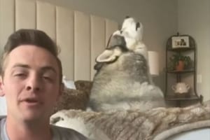 ギターを弾くと情熱的にハモり出すハスキー犬。熱唱後は飼い主と見つめ合う(笑)