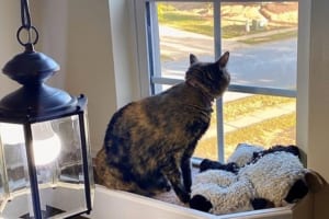 ニャンコが窓から外を眺められるように･･･飼い主が施した斬新なリフォームが素敵！