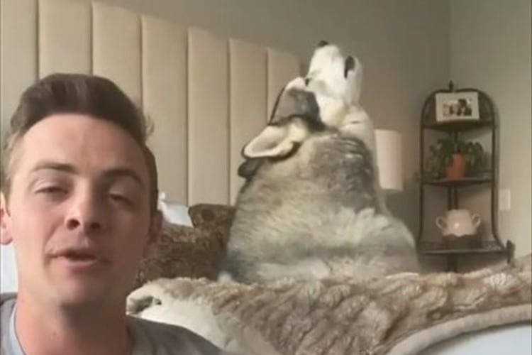 ギターを弾くと情熱的にハモり出すハスキー犬。熱唱後は飼い主と見つめ合う(笑)