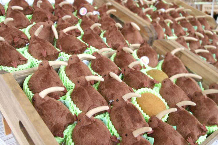 キウイにそっくりな動物「キーウィ」のマスコットが登場！売り方もキウイみたい(笑)