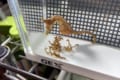 朝起きたらめっちゃ増えてた!オスが出産する珍しい生物タツノオトシゴの赤ちゃんがカワイイ!
