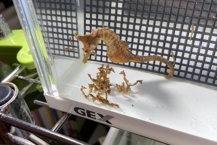 朝起きたらめっちゃ増えてた！オスが出産する珍しい生物タツノオトシゴの赤ちゃんがカワイイ！