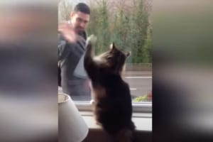 毎朝飼い主さんが出かける時、一生懸命に手を振って送り出すニャンコが可愛らしい