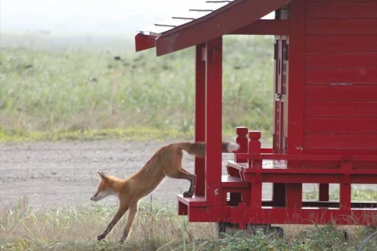 【神秘的な瞬間】主居ぬ間に社のお掃除でもされたか？祠から出てきた神の御使い！？