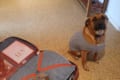 「一緒に行くワン!」荷物を詰めていたら愛犬がとある物を鞄に入れて猛アピール