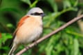 百舌鳥は3文字なのに・・・、読み方はなぜ「モズ」と2音なの?