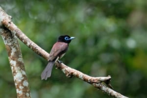 【サンコウチョウ】鳴き声から名が付けられたこの鳥は、みんなが知ってるプロスポーツチームのマスコットやエンブレムにも採用されています！！
