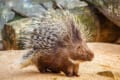 針がすごいヤマアラシってどんな動物?ハリネズミやハリモグラは仲間?