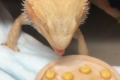 「超ウマいじゃん！」初めてとうもろこしを食べたフトアゴヒゲトカゲの表情が可愛い